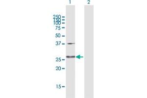 Western Blot analysis of GLUD2 expression in transfected 293T cell line by GLUD2 MaxPab polyclonal antibody.