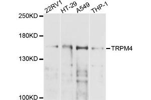 Western blot analysis of extracts of various cell lines, using TRPM4 antibody (ABIN4905503) at 1:1000 dilution.