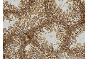 ABIN6277160 at 1/100 staining Mouse testis tissue by IHC-P. (Moesin antibody  (C-Term))