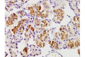 Formalin-fixed and paraffin embedded rat pancreas labeled with Anti-SEL1L Polyclonal Antibody, Unconjugated  at 1:200 followed by conjugation to the secondary antibody and DAB staining (SEL1L antibody  (AA 151-250))