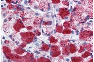 Anti-MUC13 antibody  ABIN960795 IHC staining of human stomach. (MUC13 antibody  (Extracellular Domain))