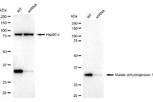 Western blotting analysis using malate dehydrogenase 1 antibody (ABIN7799326).