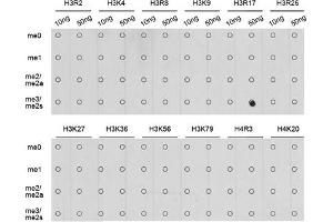 Dot-blot analysis of all sorts of methylation peptides using Symmetric DiMethyl-Histone H3-R17 antibody (ABIN3017470, ABIN3017471, ABIN3017472 and ABIN6220102). (Histone 3 antibody  (H3R17me2))