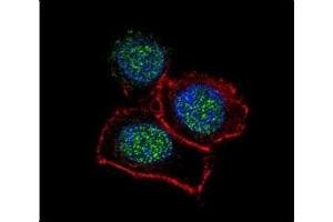 Confocal immunofluorescent analysis of JMJD3 antibody with HeLa cells followed by Alexa Fluor 488-conjugated goat anti-rabbit lgG (green). (Kdm6b antibody  (AA 1-30))