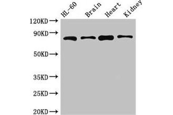 ABCB9 antibody  (AA 630-766)