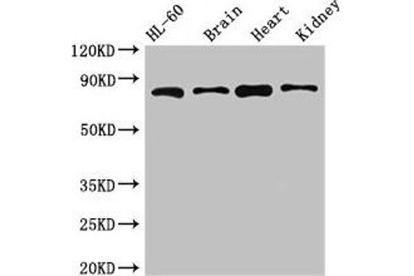 ABCB9 Antikörper  (AA 630-766)