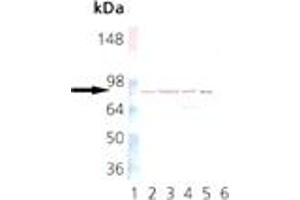 Western blot analysis: Lane 1: MW marker, Lane 2: HeL a, Lane 3: PC-12, Lane 4: CHO-K1, Lane 5: HSP90 Native Protein , Lane 6: HSP90 alpha Recombinant Protein  (negative control) , probed with HSP90 beta mAb (K3701) (HSP90AB1 antibody)
