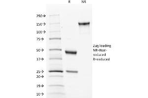 SDS-PAGE Analysis of Purified Calnexin Mouse Monoclonal Antibody ABIN6383807. (Calnexin antibody  (Lumenal Region))
