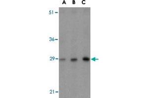 Western blot analysis of BCAP31 in rat lung tissue lysate with BCAP31 polyclonal antibody  at (A) 0.