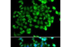 Immunofluorescence analysis of U2OS cells using APOBEC3C Polyclonal Antibody (APOBEC3C antibody)