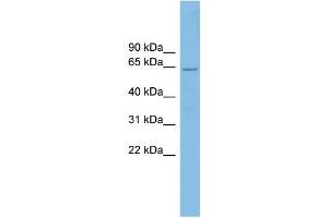 WB Suggested Anti-CRY2 Antibody Titration: 0. (CRY2 antibody  (N-Term))