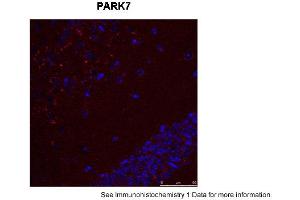 Sample Type: Mouse Brain Slices Red: primaryBlue: DAPIPrimary Dilution: 1:400 Secondary Antibody: Anti-Rabbit IgG Alexa 594Secondary Dilution: 1:400 Image Submitted By: Adahir Labrador-Garrido and Cintia Roodveldt University of Seville (PARK7/DJ1 antibody  (C-Term))