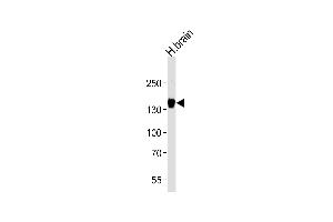 GPR156 antibody