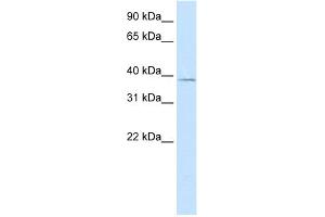 WB Suggested Anti-MANSC1 Antibody Titration:  5. (MANSC1 antibody  (N-Term))