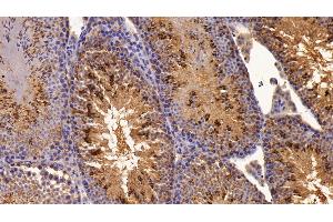 Detection of ON in Mouse Testis Tissue using Polyclonal Antibody to Osteonectin (ON) (SPARC antibody  (AA 18-302))