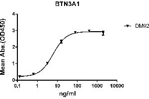ELISA plate pre-coated by 2 μg/mL (100 μL/well) Human BTN3A1 protein, mFc-His tagged protein ((ABIN6961119, ABIN7042267 and ABIN7042268)) can bind Rabbit anti-BTN3A1 monoclonal antibody(clone: DM92) in a linear range of 0. (BTN3A1 antibody  (AA 30-254))
