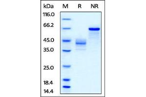 Biotinylated Human IGF-II, Fc Tag on SDS-PAGE under reducing (R) and no-reducing (NR) conditions. (IGF2 Protein (AA 25-91) (AVI tag,Fc Tag,Biotin))