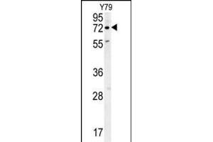 RFT1 Antibody (C-term) (ABIN654046 and ABIN2843951) western blot analysis in Y79 cell line lysates (35 μg/lane). (RFT1 antibody  (C-Term))
