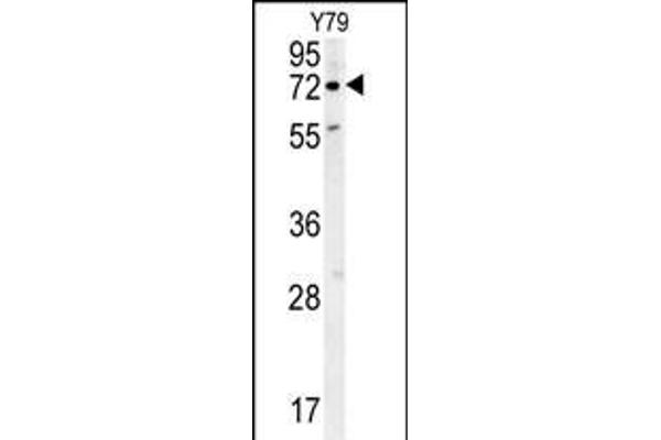 RFT1 anticorps  (C-Term)