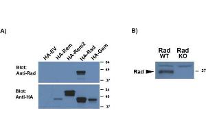 A): ABIN1019652 (0. (RRAD antibody  (AA 36-48))