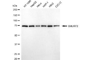 anti-SMAD Specific E3 Ubiquitin Protein Ligase 2 (SMURF2) antibody