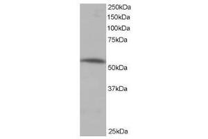 Image no. 1 for anti-Protein Phosphatase 2, Regulatory Subunit B', alpha (PPP2R5A) (C-Term) antibody (ABIN374133) (PPP2R5A antibody  (C-Term))