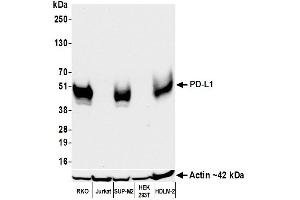 Western Blotting (WB) image for anti-CD274 (PD-L1) (C-Term) antibody (ABIN7454042)