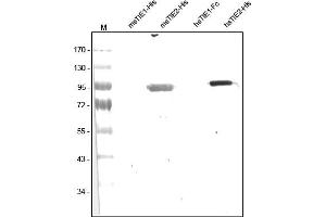 Western analysis of recombinant Human and Mouse sTIE-1 and sTIE-2 using a Polyclonal antibody directed against Human recombinant sTIE-2. (TEK antibody  (AA 19-745))