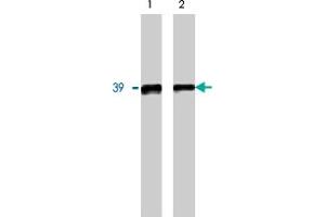 Western blot analysis using GNB5 polyclonal antibody on 20 ng (1) and 10 ng (2) purified GNB5 protein. (GNB5 antibody)