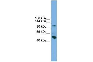 WB Suggested Anti-PCDH18 Antibody Titration:  0.