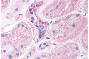 Human Kidney (formalin-fixed, paraffin-embedded) stained with FOXI1 antibody ABIN214755 at 2. (FOXI1 antibody  (AA 221-270))