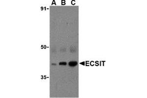 Western Blotting (WB) image for anti-ECSIT (ECSIT) (C-Term) antibody (ABIN1030377) (ECSIT antibody  (C-Term))