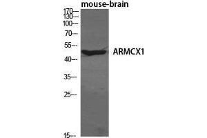 Western Blot (WB) analysis of specific cells using ARMCX1 Polyclonal Antibody. (ARMCX1 antibody  (N-Term))