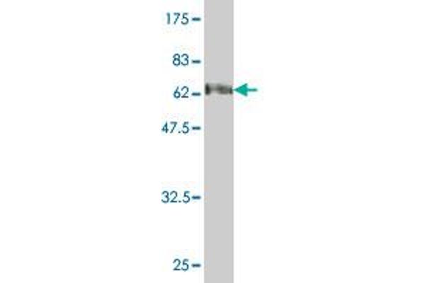 SMPD2 antibody  (AA 1-423)