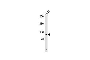 UHRF1 Antibody (Center) (ABIN652792 and ABIN2842520) western blot analysis in Hela cell line lysates (35 μg/lane). (UHRF1 antibody  (AA 229-257))