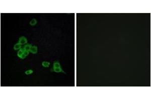 Immunofluorescence analysis of MCF7 cells, using CDH26 Antibody. (CDH26 antibody  (AA 11-60))