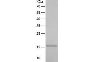 Western Blotting (WB) image for Interleukin 2 (IL2) (AA 21-153) (Active) protein (His tag) (ABIN7123566)