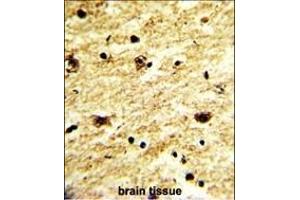 Formalin-fixed and paraffin-embedded human brain tissue with EXOSC8 Antibody (C-term), which was peroxidase-conjugated to the secondary antibody, followed by DAB staining. (EXOSC8 antibody  (C-Term))