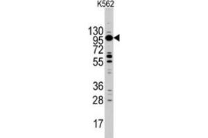 Western Blotting (WB) image for anti-Myosin ID (MYO1D) antibody (ABIN3002631) (Myosin ID antibody)