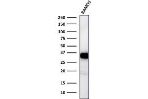 Western Blot Analysis of Ramos cell lysates using HLA-DR Mouse Monoclonal Antibody (TAL 1B5). (HLA-DR antibody)