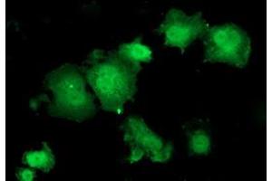 Anti-HSPBP1 mouse monoclonal antibody (ABIN2454877) immunofluorescent staining of COS7 cells transiently transfected by pCMV6-ENTRY HSPBP1 (RC201814). (HSPBP1 antibody)