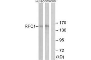 Western blot analysis of extracts from COS/HuvEc cells, using RPC1 Antibody.