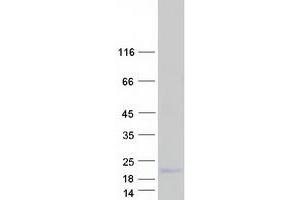 Western Blotting (WB) image for XYD Domain Containing Ion Transport Regulator 2 (FXYD2) (Transcript Variant C) protein (Myc-DYKDDDDK Tag) (ABIN2721463)