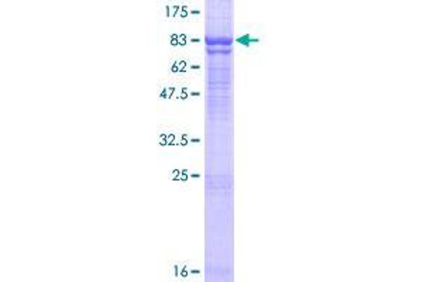DNAJC11 Protein (AA 1-507) (GST tag)