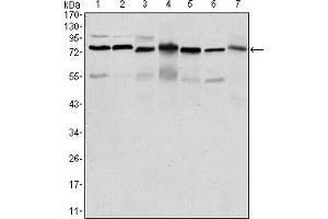 Western blot analysis using PSIP1 mouse mAb against HepG2 (1), Jurkat (2), K562 (3), Cos7 (4), PC-12 (5), Hela (6), and NIH/3T3 (7) cell lysate. (PSIP1 antibody)