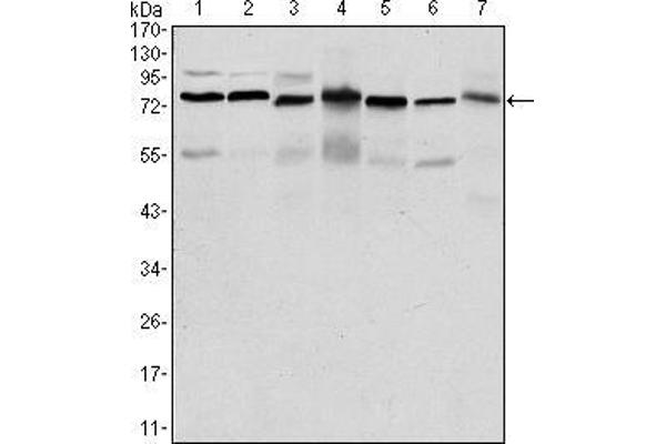 PSIP1 antibody