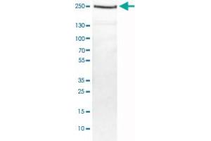Western Blot analysis of HEK293T cell lysate with DICER1 monoclonal antibody, clone CL0378 . (DICER1 antibody)