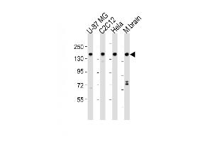 All lanes : Anti-SRCC1 Antibody (C-term) at 1:2000 dilution Lane 1: U-87 MG whole cell lysates Lane 2: C2C12 whole cell lysates Lane 3: Hela whole cell lysates Lane 4: mouse brain lysates Lysates/proteins at 20 μg per lane. (SMARCC1 antibody  (C-Term))