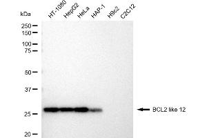 Western blotting analysis using BCL2 like 12 antibody (ABIN7797752).