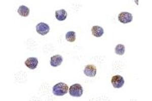 Immunohistochemistry (IHC) image for anti-serine/threonine Kinase 17b (STK17B) (C-Term) antibody (ABIN1030368) (DRAK2 antibody  (C-Term))